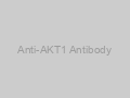 Anti-AKT1 Antibody